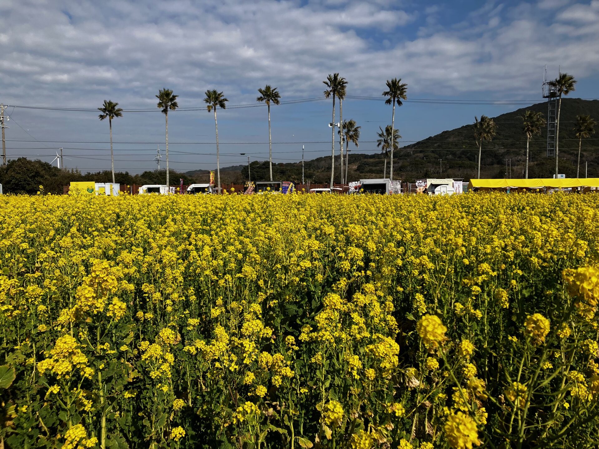 菜の花まつり