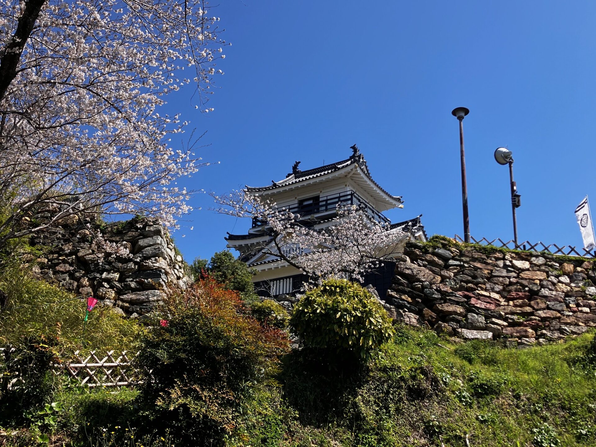 浜松城と桜
